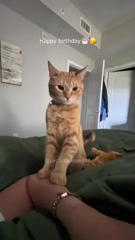 “Stop you’re scaring me..”#cat #catsoftiktok #fyp 