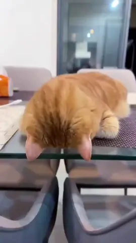 #cat #thucung #xh #viral #baoha🍊 