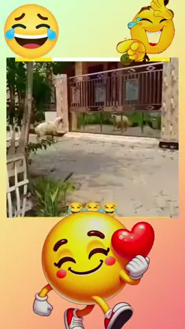 #সৌদি_আরব_প্রবাসী🇧🇩🇧🇩🇸🇦🇸🇦✈️✈️✈️🕋🕋🌺🌺🌹🌹🌼 