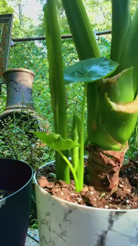 Oh what a day #grow #plant #PlantTok #elephantear 