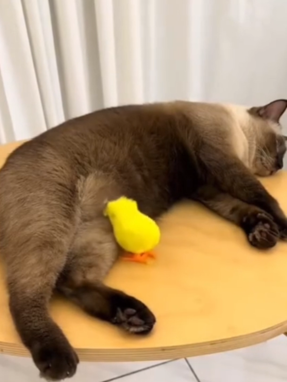 #funnycats #fyp #funnycat #memestiktok #foryoupage 