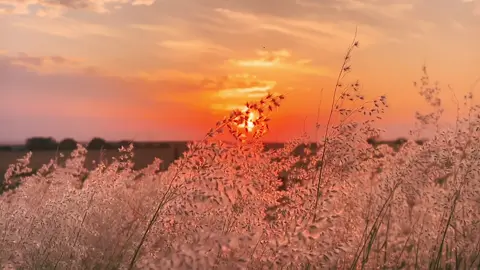 The pull of what was, the weight of what might come, fade into the quiet between heartbeats. You don’t hold it. You don’t name it. You simply arrive, and in that arrival, you are whole. #landscape #sunset #aesthetic #cottagecore #cinematicvideo 