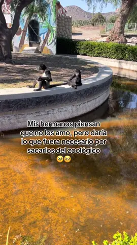 #hermanos  #zoologico #paratiiiiiiiiiiiiiiiiiiiiiiiiiiiiiii #viraltiktok 