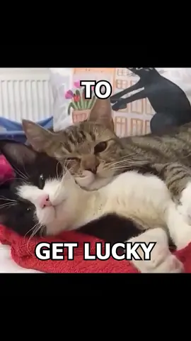 🗣️ 🗣️ GET LUCKY 🔥 🔥 #daftpunk #getlucky #catsoftiktok  #catcore #cats 
