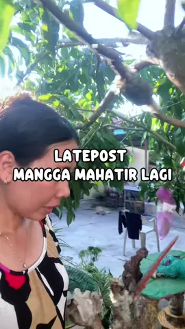 Latepost mangga mahatir #adayinmylife #fypシ゚viral #thesadaily #manggamahatir 