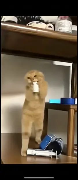 #cat 