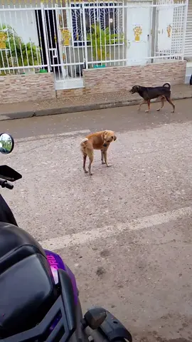#perrobailarin🐶 