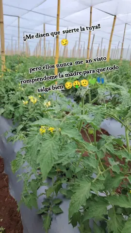 Siempre trabajando @Geovany👤 @tomateros pirir 😊😊😍🍅 @SOLUCIONES AGRICOLAS S,A. 👣💚💪💪💯