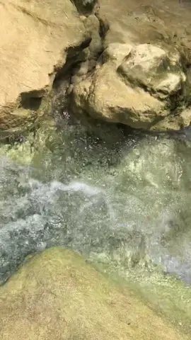 🍃🍃