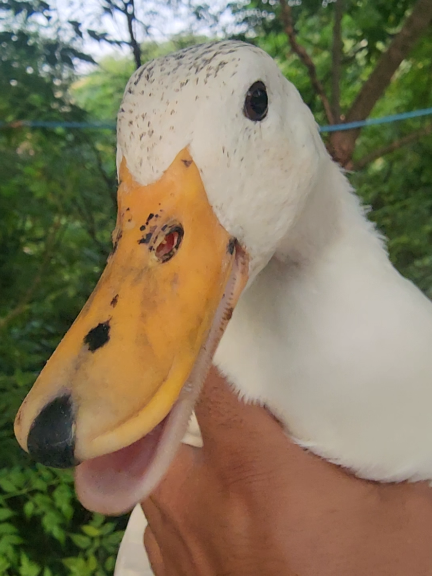Cute duck sweet sounds 🎶🦆 #duck #petducks #duckvoice #foryou #trending 