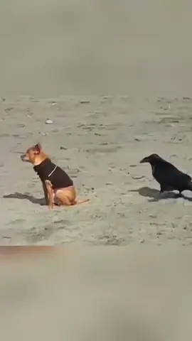 Birds and dogsDM for credit or remove#FunnyPets #PetComedy #HilariousPets #PetFails #AnimalsBeingFunny #PetHumor #ComedyPaws #LaughingWithPets #I19f