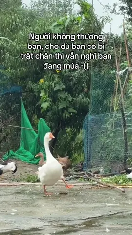 Thật sự là vừa đi vừa khóc luôn đấy :(( #xuhuong #viral #dongvat #thattinh 