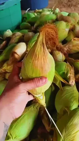 Jagung Bulat Myanmar, Harganya Bikin Kaget #JagungBulatMyanmar #JagungUnik #HargaBikinKaget #JagungMyanmar #janganlupalikekomentdanfollowya   