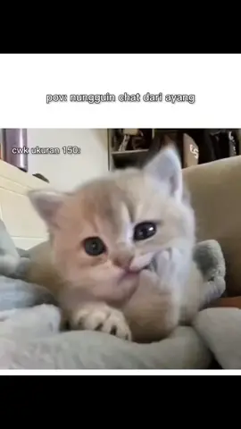 lama banget balesnya... #funny #anakkucing #kucinglucu #fyp #cat 