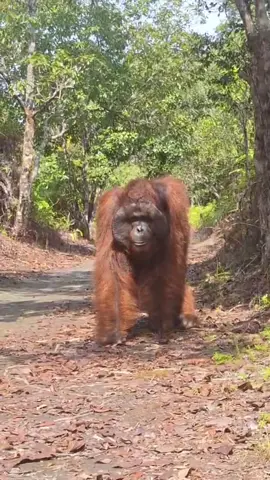 Raja Hutan Kaliamnata #orangutan #pariwisata #tanjungputing #borneo #orangutanhouseboattour 