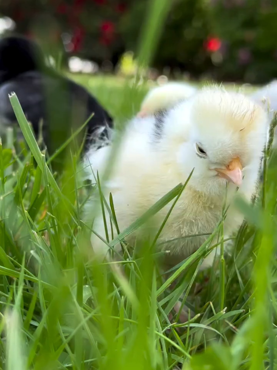 Anak ayam lagu anak Indonesia yang dinyanyikan oleh mazaya 🐥#laguanakindonesia #anakanak #ayam #mazaya 