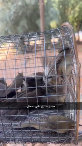 #طيور الدخل ماشالله 