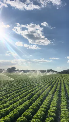#marul #kıvırcık #tarım #türkiye #farm 