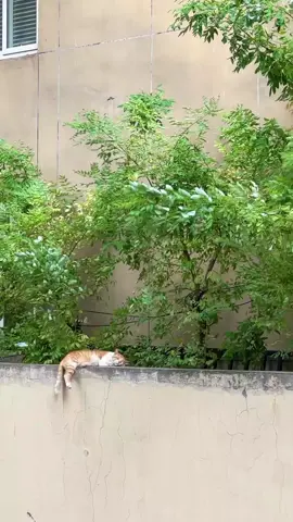 If given the choice, I would want a life like his. #cat #trending #xuhuong #fyp #pet 