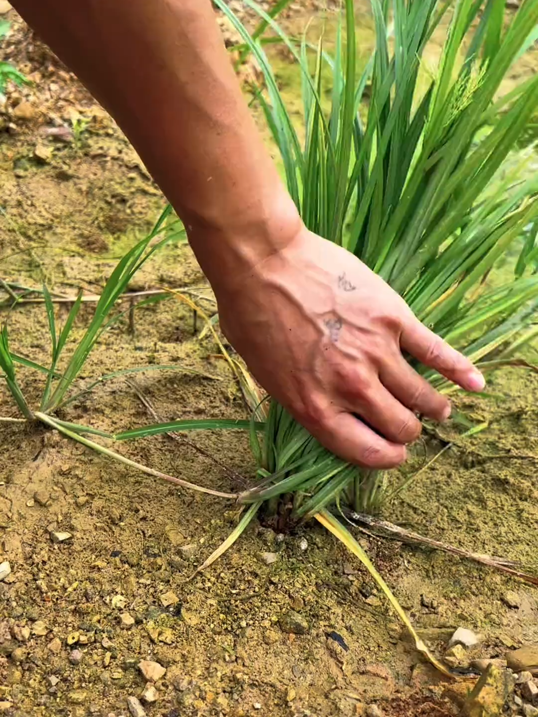 #NatureLovers #farmlands #follower #viralvideotiktok #greenpool