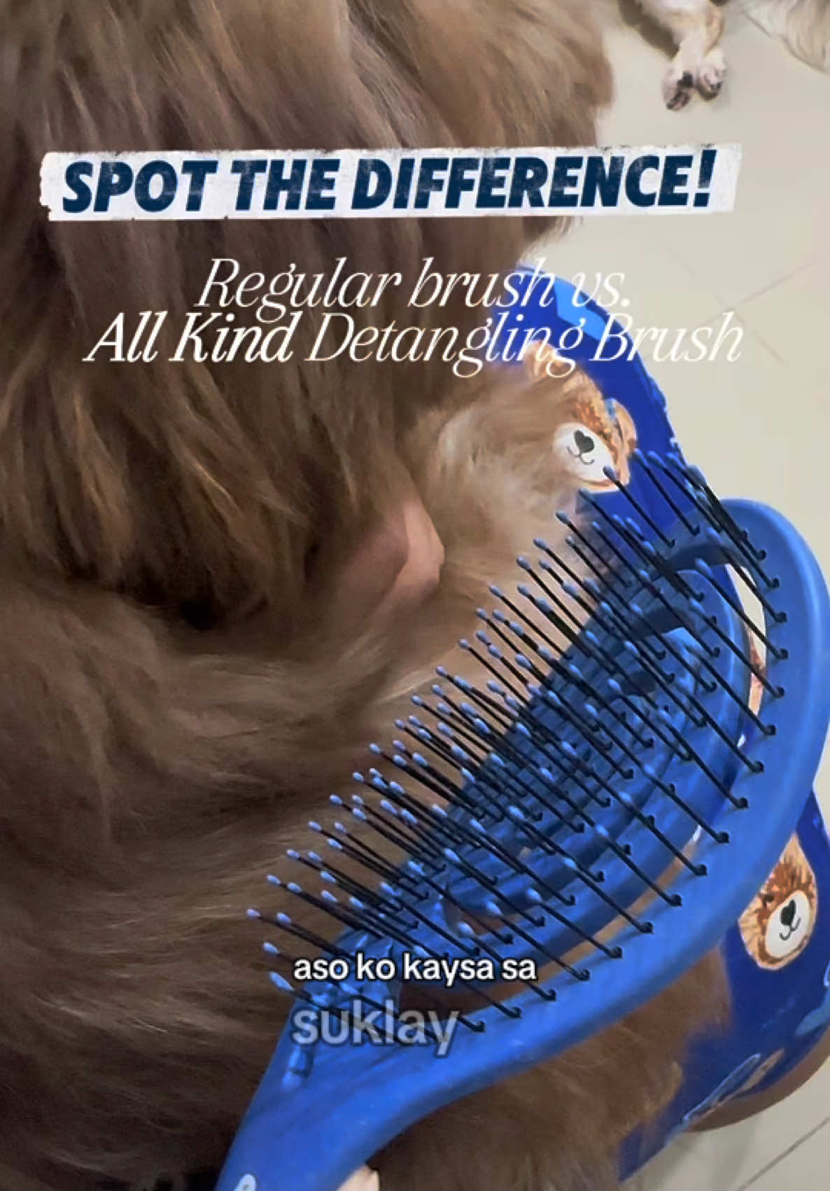 Finally, a detangling brush na hindi masakit gamitin!  The All Kind Pet Naturals Detangler Brush has super soft bristles that bend habang sinusuklay kaya hindi sumasabit at hindi masakit sa balat ng furbabies. 🥹✨ Perfect for sensitive dogs like Biscotto.  relax na relax siya, no more takot every suklay time! 💙🐶 @All Kind Pet Naturals  9 #AllKindPetNaturals #PetBrush #DogCarePH #FurParentTips #DogloverPH