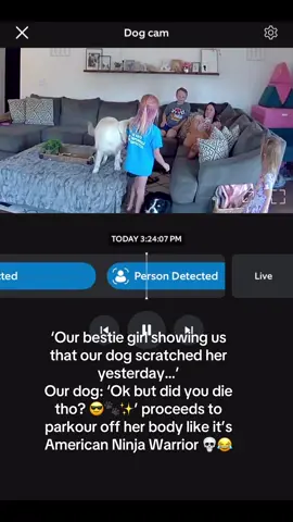 The funniest thing ever. #funny #dog #goldenretriever #fyp #viral 
