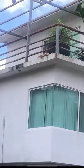 #viraltiktok #paratiiiiiiiiiiiiiiiiiiiiiiiiiiiiiii #perritos 😔