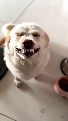#粉丝一千万#dog#funny#foryou#fyp 