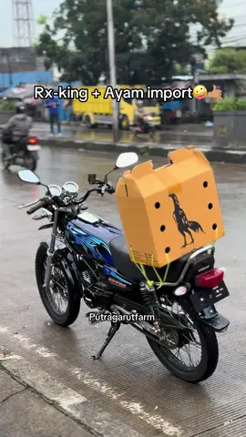 Udah paling benerkan hhe  #putragarutfarm #pakoydrumband #ayambangkoksuper #fullbrakot #rxkingnusantara 