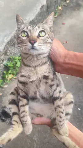 #hachimi #cats #xuhuongtiktok 