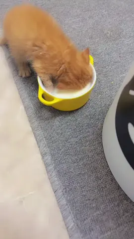 #cat #funny #fypシ゚ 