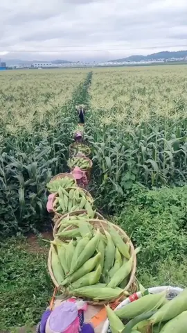 Proses pemanenan jagung yang dibudidayakan dalam skala besar  #fyp #viral #trending 