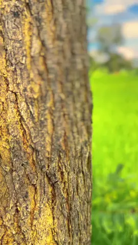 #ธรรมชาติบ้านนอก #วิวท้องฟ้าสวยๆ #typ #ฟีดดดシ 