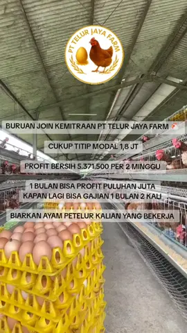 Buruan join slot terbatas 😍 #ayampetelur #telur #pengusahamuda #fypage #fyp 