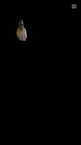 العيون @ابـــטּ الـــشـَـايــب❤313🍋 #ابطال_الموسم✈️  #✌️✌️✌️ 