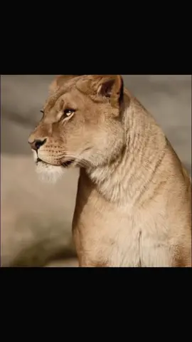 lioness🦁 #lioness #recommendations #fyppppppppppppppppppppppp #elbruso #timework 