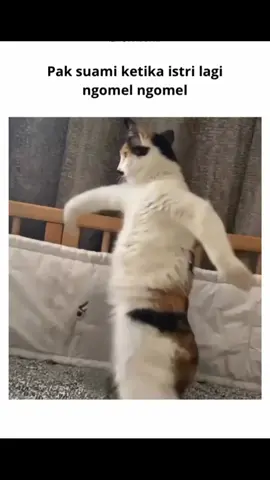 🗿 #pov #mk #relateable #meme #memes #keluarga #cat #catsoftiktok #beranda #reels #fyp 