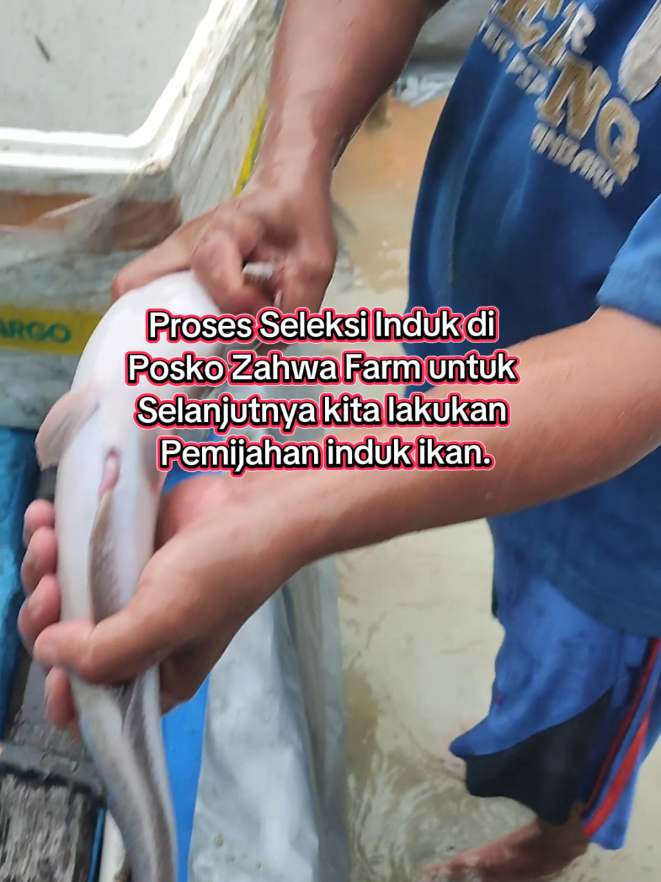 Proses Seleksi Induk yang Sudah Matang Gonad. #indukikanlele #ikanlele #pemijahanikanlele #semogaberkah 