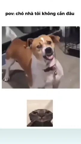 túy quyền 😂 #funny #xuhuong #meme #fyp #funnyvideos 