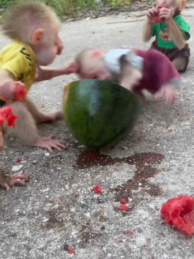 Greedy little monkey Joro just wants to eat alone😞 #monkey #monkeybibi #fyp #viral #shorts 