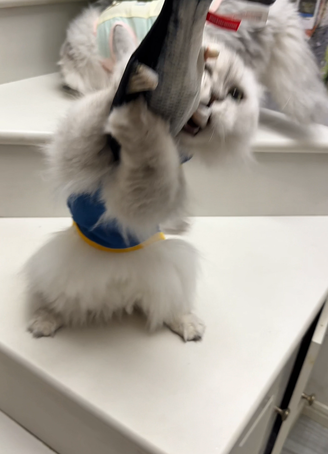 My cat love, love, loves this lifelike robotic fish! She goes crazy for it! #cat#catlover#catowner#fyp#catsoftikltok#cattoys