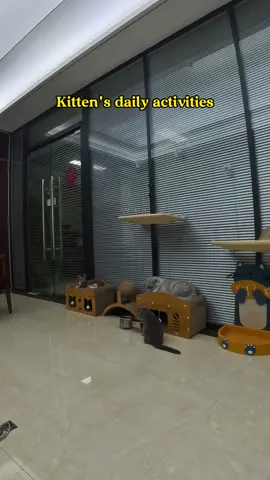 Kittens’s daily life #cat #cats #catsoftiktok #fyp #tiktok 