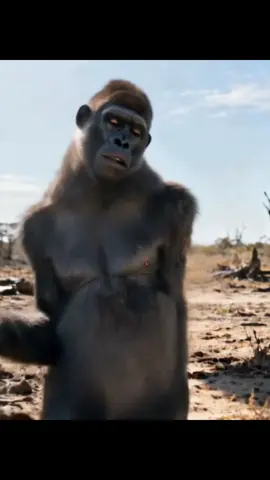 Chimpanzee Dancer#funnytiktok#aivideo#dancer#foryou#ai 