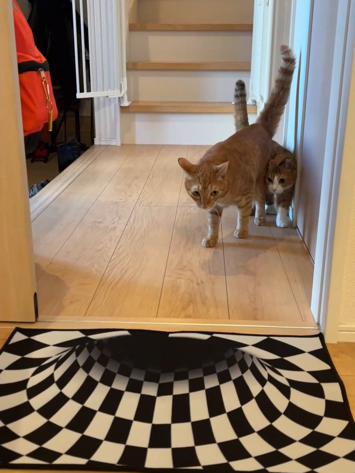 扉開けたらトリックアート #保護猫のいる暮らし #茶トラ #三毛猫 #保護猫