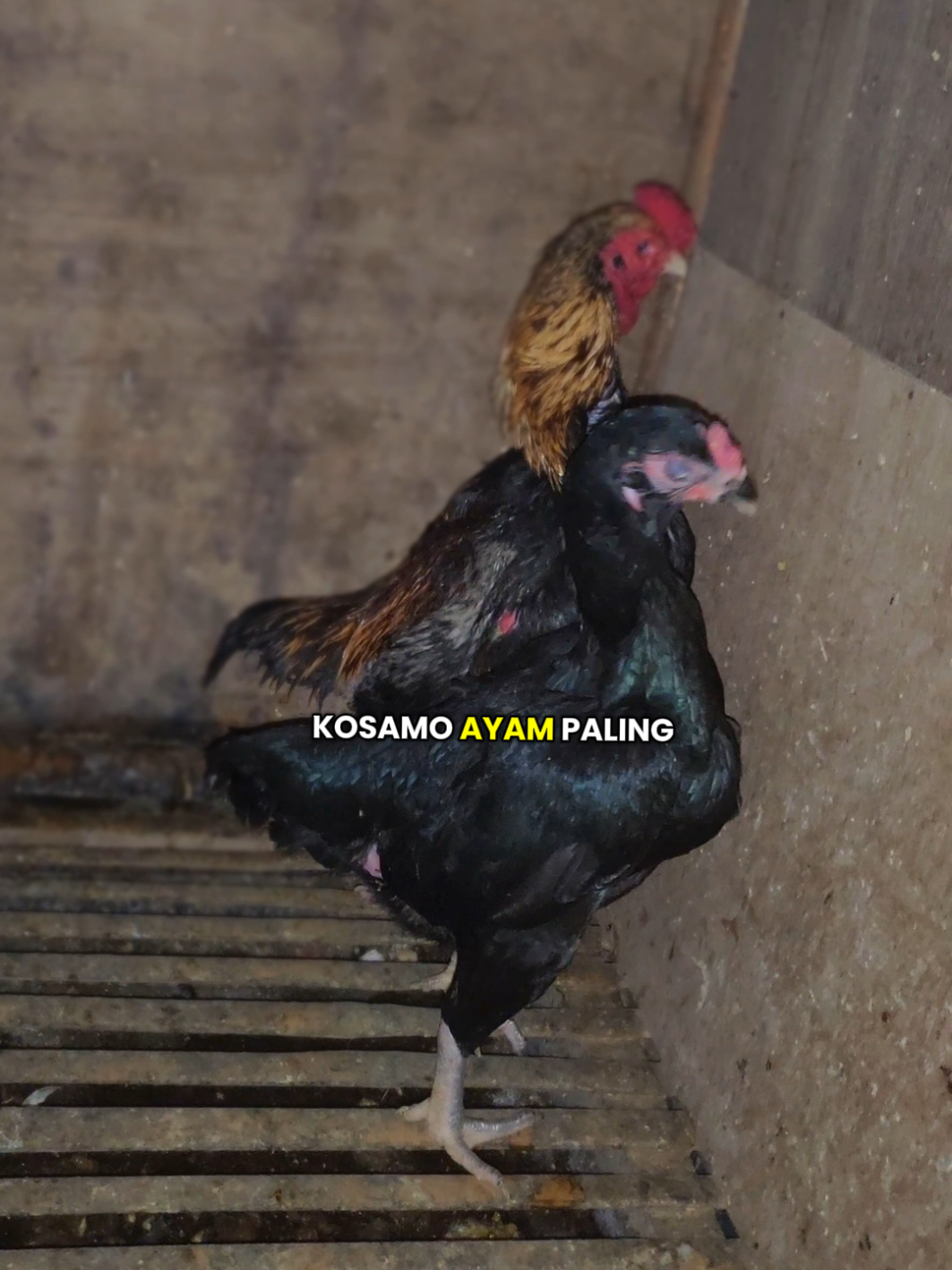 Pencernaan ternakan sehat pake ini #ayam #peternakmuda #obatherbal #ayamsehat #koshamo 