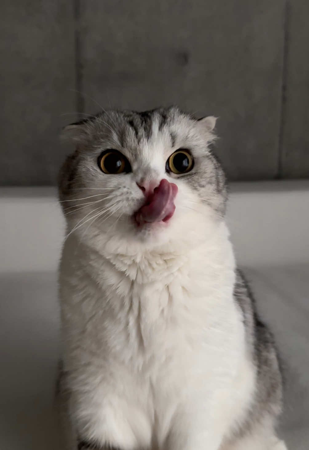 😋#cat #猫 