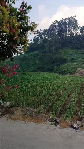 amengan sore di daerah ciwidey🥰#pemandanganciwidey  #suasanapedesaan  #ciwideybandung  #lagusunda  #urangsunda 