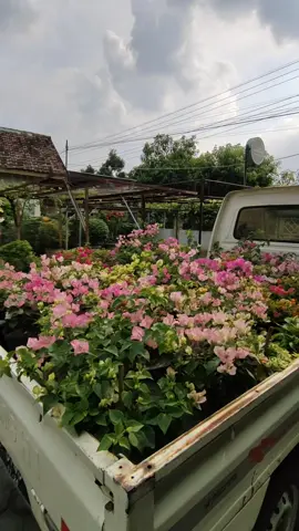 Alhamdullilah...muat lagi 🤲 #bougenvilljatim#nganjuk #kertosono #bougenville #tanamanhias 