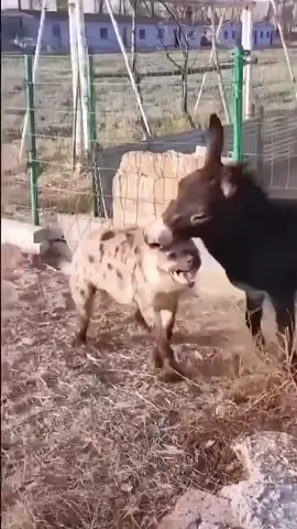 Hyena vs donkey #animals #wildlife #fyp #wildanimals 