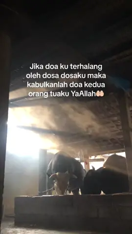 aminn#cilacilofarm #fyp #peternaksapiindonesia 